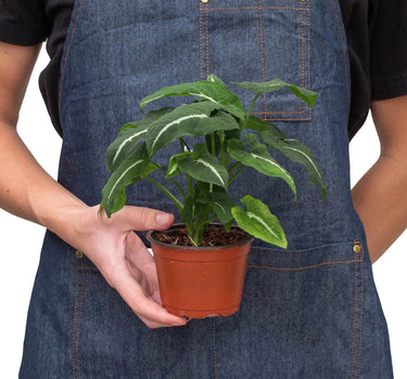Syngonium wendlandii 'Black Velvet'