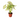 Syngonium 'Confetti'