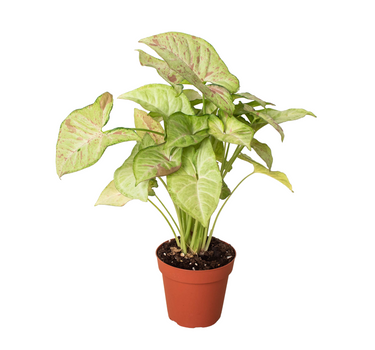 Syngonium 'Confetti'