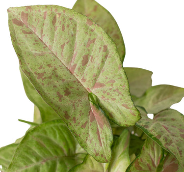 Syngonium 'Confetti'