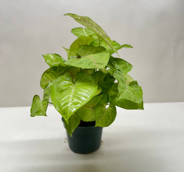 Syngonium Cream Allusion