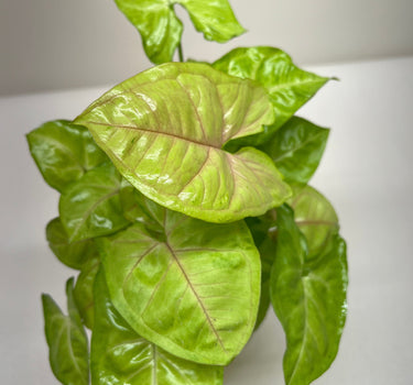 Syngonium Cream Allusion