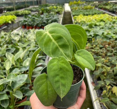 Syngonium 'Ice Frost'