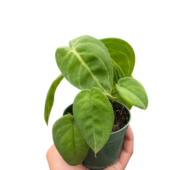 Syngonium 'Ice Frost'