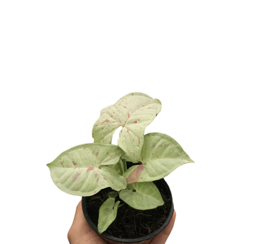 Syngonium 'Milk Confetti'
