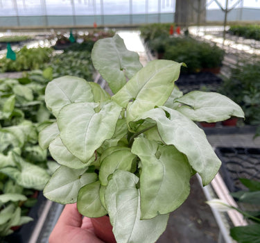 Syngonium 'Moonshine'