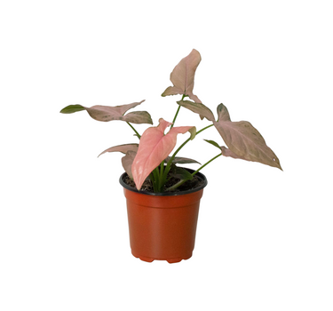 Syngonium 'Pink Splash' - 4" Pot