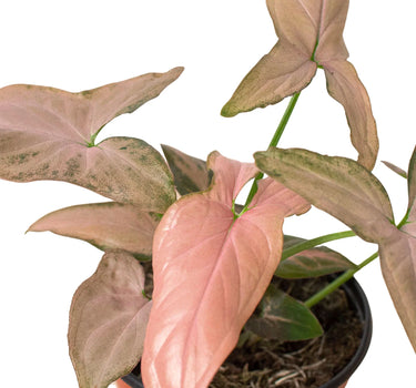 Syngonium 'Pink Splash' - 4" Pot