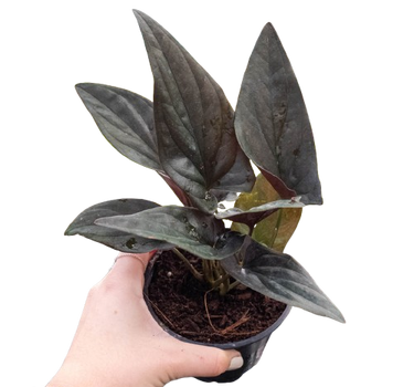 Syngonium 'Red Arrow'