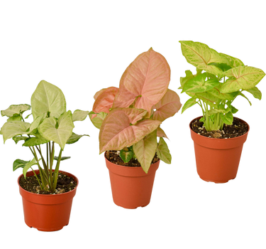 3 Different Syngonium Plants - Arrowhead Plants / 4" Pot / Live Plant