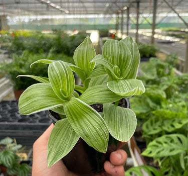 Tradescantia 'Sanna'