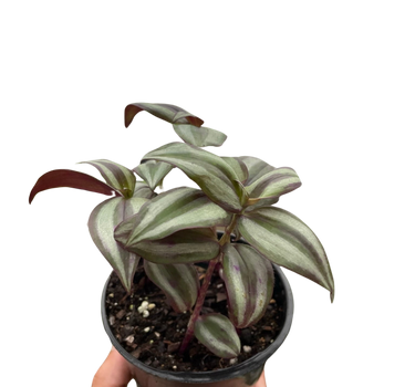 Tradescantia Zebrina 'Wandering Dude'
