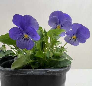 Viola