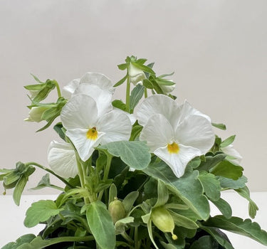 Viola