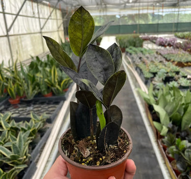 ZZ Zamioculcas 'Black Queen'