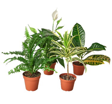 Air Purifying Variety Bundle