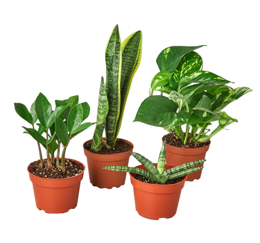 Easy Care Variety Bundle