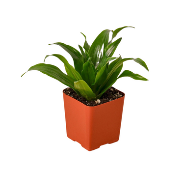 3" Tropical Plant Variety Bundle