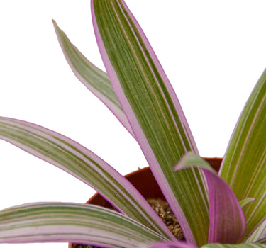 Oyster Plant 'Moses in the Cradle'