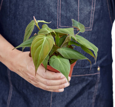 Philodendron 'Velvet'
