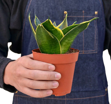 Snake Plant Emerald Star