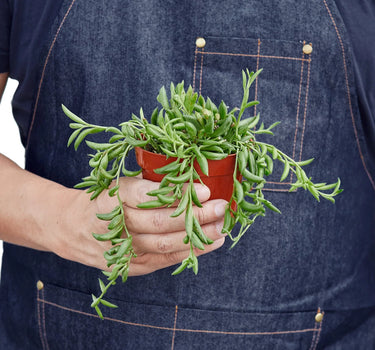 Succulent 'String of Bananas'