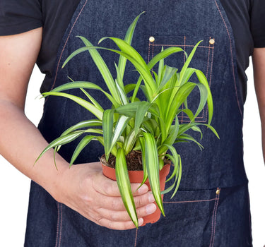 Spider Plant Hawaiian
