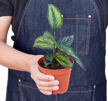 Calathea 'Beauty Star'