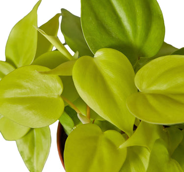 Philodendron 'Neon'