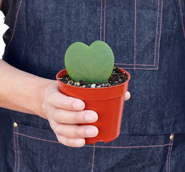 Hoya Sweetheart