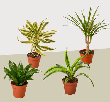 4 Different Dracaenas Variety Pack - Live House Plant - 4" Pot
