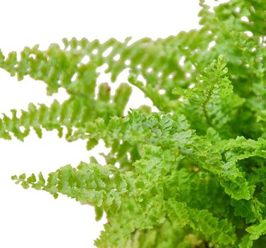 Cotton Candy Fern