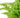Cotton Candy Fern - 6" Pot - NURSERY POT ONLY