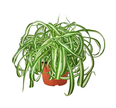 Spider Plant 'Bonnie'