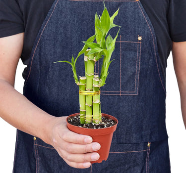 Dracaena 'Lucky Bamboo'