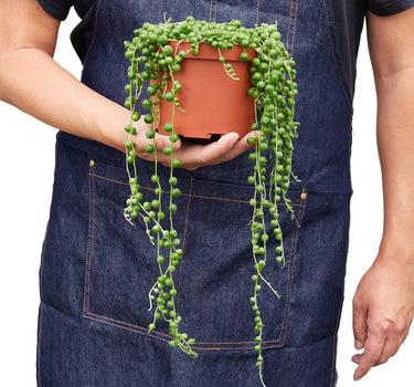 Succulent 'String of Pearls'