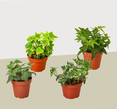 4 Different English Ivy Plants - 4" Pots - Live House Plant