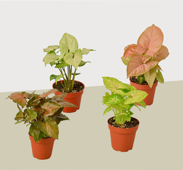 4 Different Syngonium Plants - Arrowhead Plants / 4" Pot / Live Plant