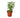 Schefflera Moonlight 'Umbrella Plant'