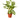 Chinese Evergreen 'Silver Bay' - 4" Pot - NURSERY POT ONLY