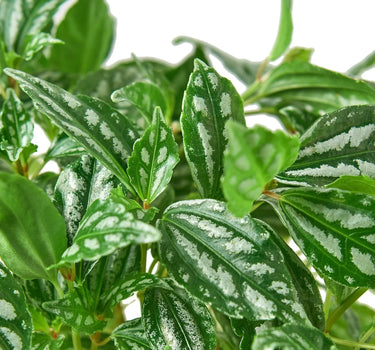 Pilea 'Aluminum'