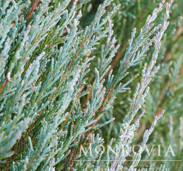 Blue Arrow Juniper Tree