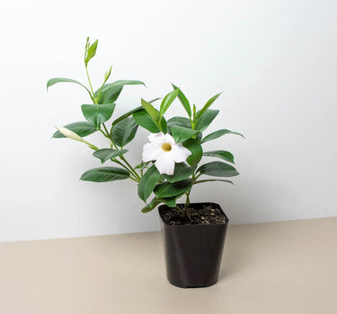 Dipladenia Premier Hot Pink