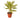 Dracaena 'Song of India'