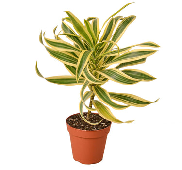 Dracaena 'Song of India' - 4" Pot - NURSERY POT ONLY