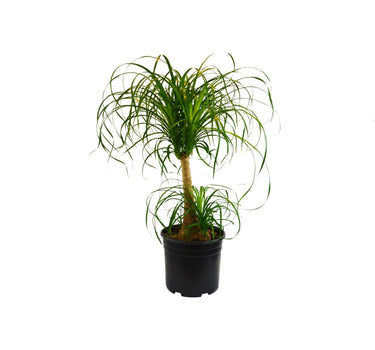 Palm Ponytail