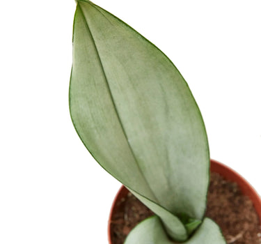 Snake Plant Moonshine