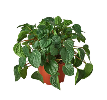 Peperomia 'Rana Verde'