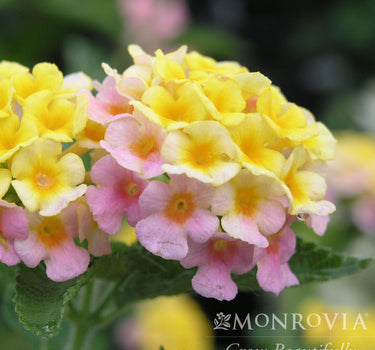 Mary Ann Lantana