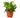 English Ivy Green California